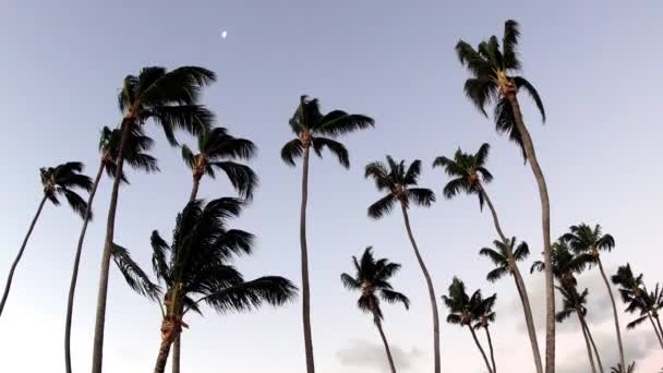 Background Palm Trees Blue Sky Morning Light — Stock Video