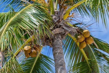 Arka planda mavi gökyüzünde palmiye ağaçları ve güneş altında yeşil hindistan cevizi olan beyaz bulutlar..