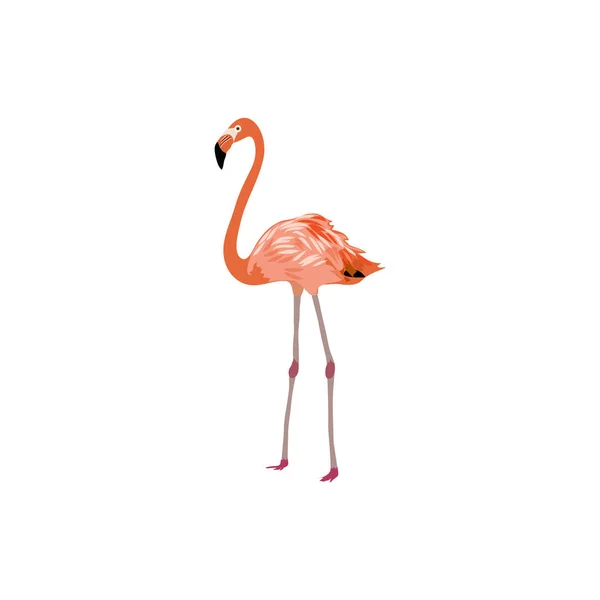 Różowy wektor flaminga ilustracja — Wektor stockowy