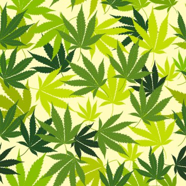 Tıbbi marihuana iz bırakmaz.
