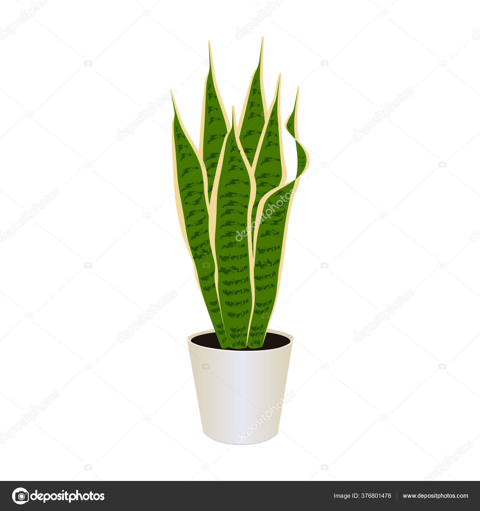 Houseplant Sansevieria Snake Plant Pot Isolated White Background Tropical Modern Vector Image By C Artlu Vector Stock 376801478