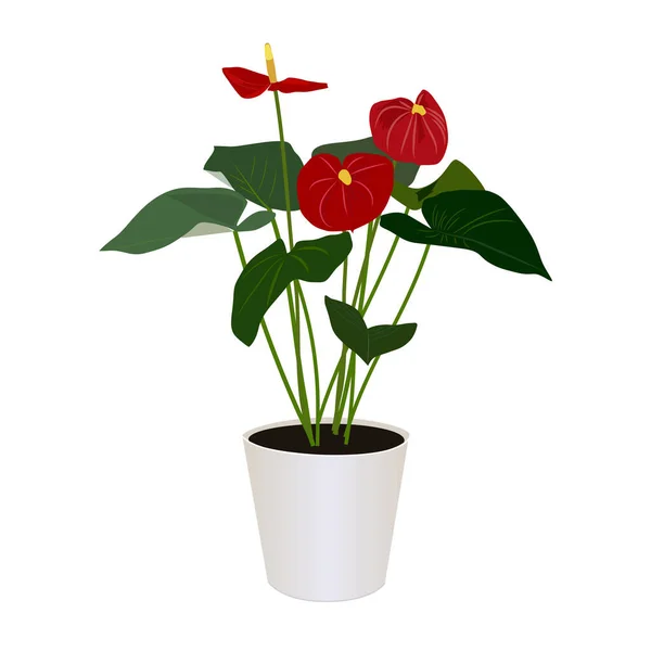 Houseplant Red Anthurium Pot Isolated White Background Tropical Modern Houseplants — Stock Vector