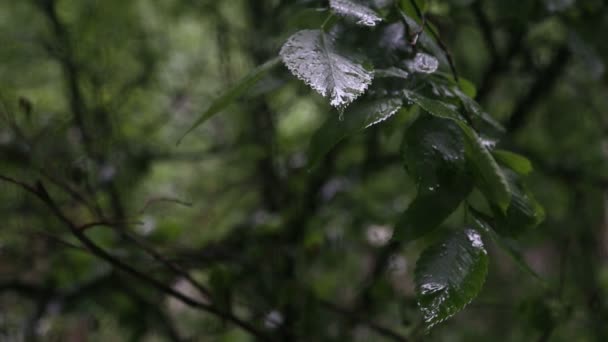 La pluie tombe sur les feuilles des arbres — Video