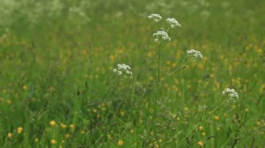 Çimenlerin üzerine yağmur damlaları