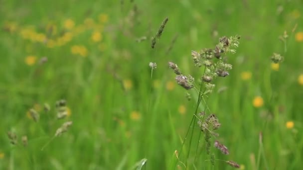 Краплі дощу на траві — стокове відео