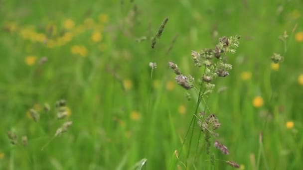 gouttes de pluie sur l'herbe