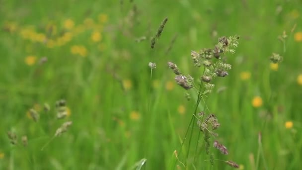 Rain drops on the grass — Stock Video