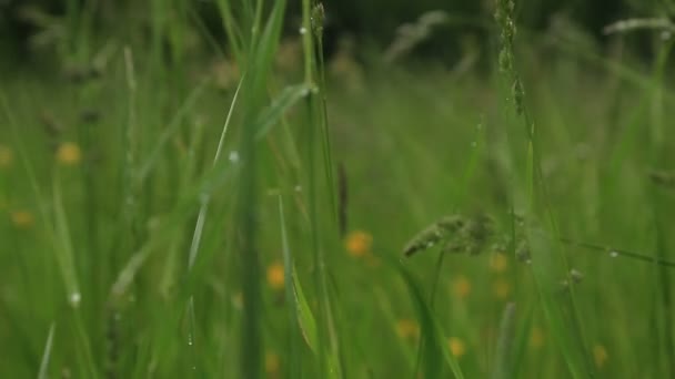 Regendruppels op het gras — Stockvideo