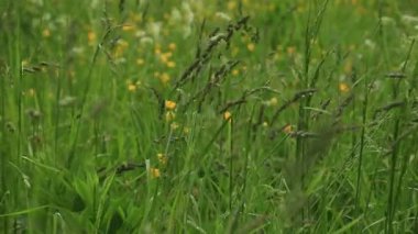 Çimenlerin üzerine yağmur damlaları