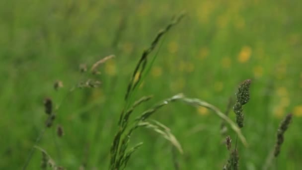 Капли дождя на траве — стоковое видео