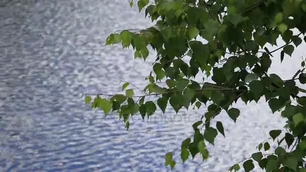 Branches of a birch hang over water — Stock Video