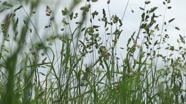 Field, ears, flower meadow — Stock Video