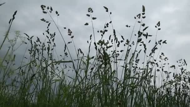 A mező, a fülek, a virág meadow — Stock videók