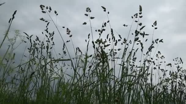 Campo, orecchie, prato fiorito — Video Stock