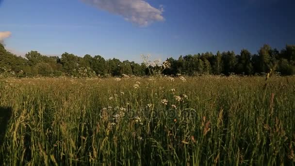 Campo, orelhas, prado de flores — Vídeo de Stock