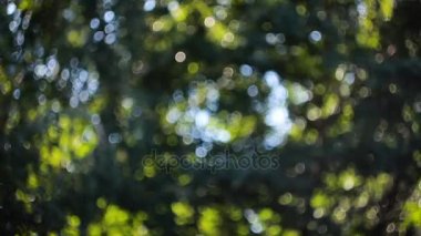 Bokeh güneş ışığı. Odak video görüntüleri dışarı.