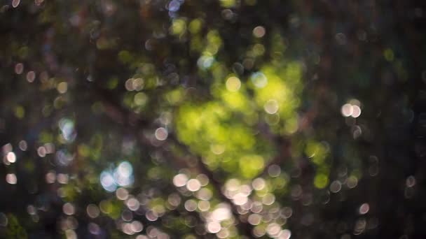 Bokeh sunlight. Out of focus video footage. — Stock Video