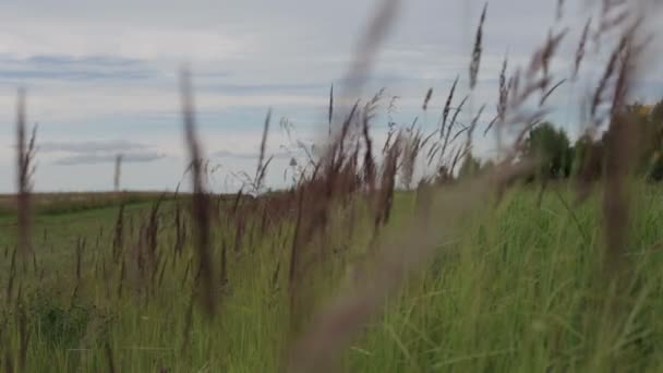 Ängen blommor och öron av majs svajar i vinden på en solig sommardag. — Stockvideo