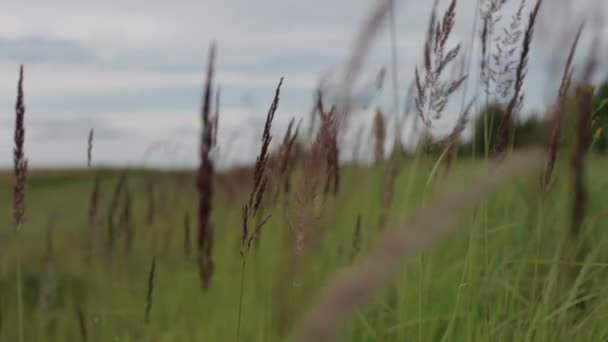 Meadow flowers and ears of corn sway in the wind on a Sunny summer day. — Stock Video