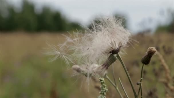 Meadow blomster og maisaks svaier i vinden på en solrik sommerdag. . – stockvideo
