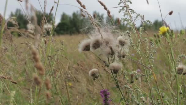 Wiesenblumen und Ähren wiegen sich an einem sonnigen Sommertag im Wind. — Stockvideo