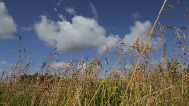 Lučních květin a uši kukuřice houpat se ve větru za slunečného letního dne. — Stock video