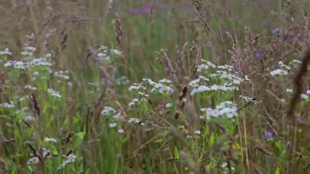 Ängen blommor och öron av majs svajar i vinden på en solig sommardag. — Stockvideo