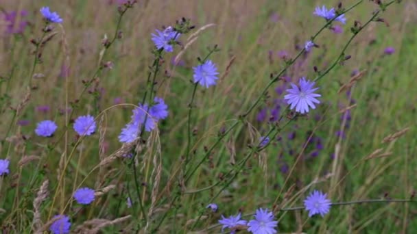 Meadow flowers and ears of corn sway in the wind on a Sunny summer day. — Stock Video