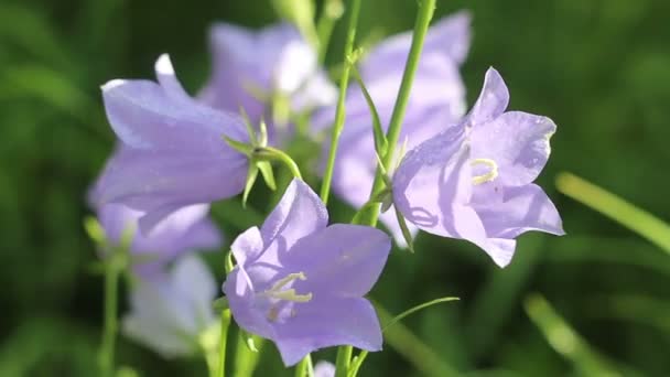Flores de primavera campanas azules — Vídeos de Stock