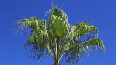 Mavi gökyüzüne karşı palmiye ağaçları