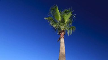 Mavi gökyüzüne karşı palmiye ağaçları