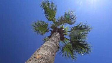 Mavi gökyüzüne karşı palmiye ağaçları