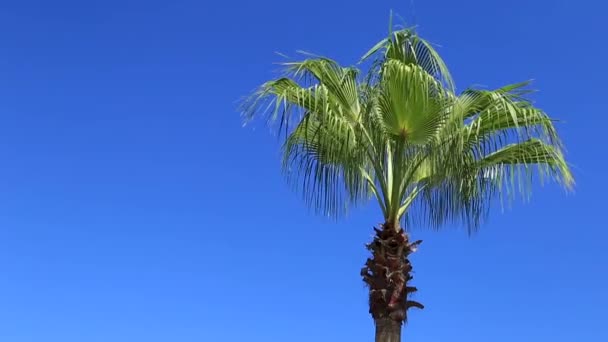 Mavi gökyüzüne karşı palmiye ağaçları — Stok video