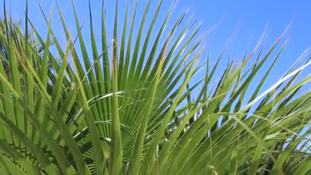 Пальмы против голубого неба — стоковое видео