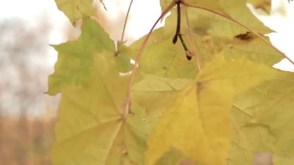 rayons du soleil à travers le feuillage d'automne 