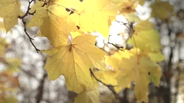 Promienie słońca przez jesienią liści — Wideo stockowe