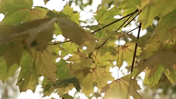 Strålar från solen genom de höst lövverket — Stockvideo