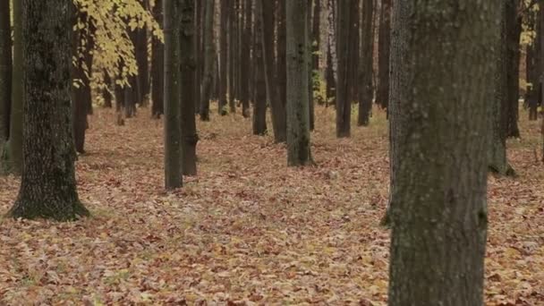 Otoño en el bosque — Vídeo de stock