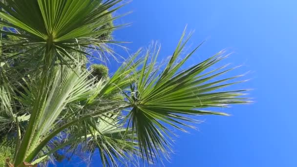 Пальма на голубом фоне неба — стоковое видео