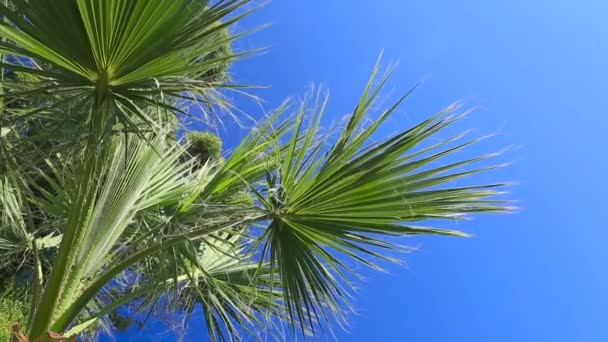 Palma no fundo céu azul — Vídeo de Stock