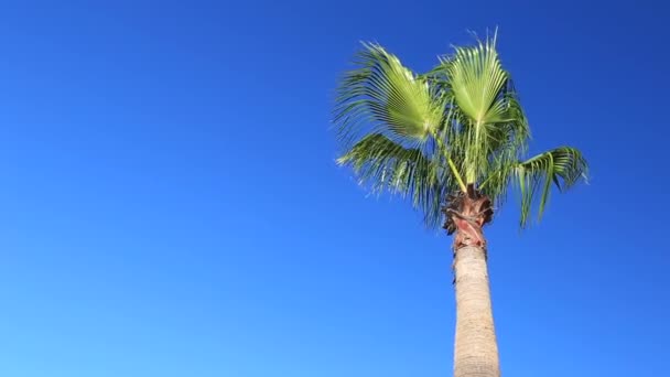 Palm on blue sky background — Stock Video