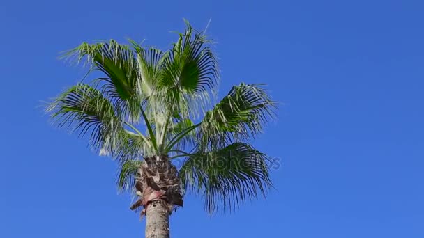 Пальма на фоні блакитного неба — стокове відео