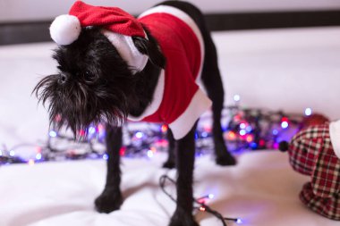 Noel Baba'nın takım elbiseli Belçikalı Griffon