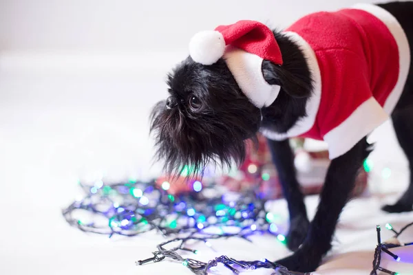 O Griffon belga em um terno de Papai Noel — Fotografia de Stock