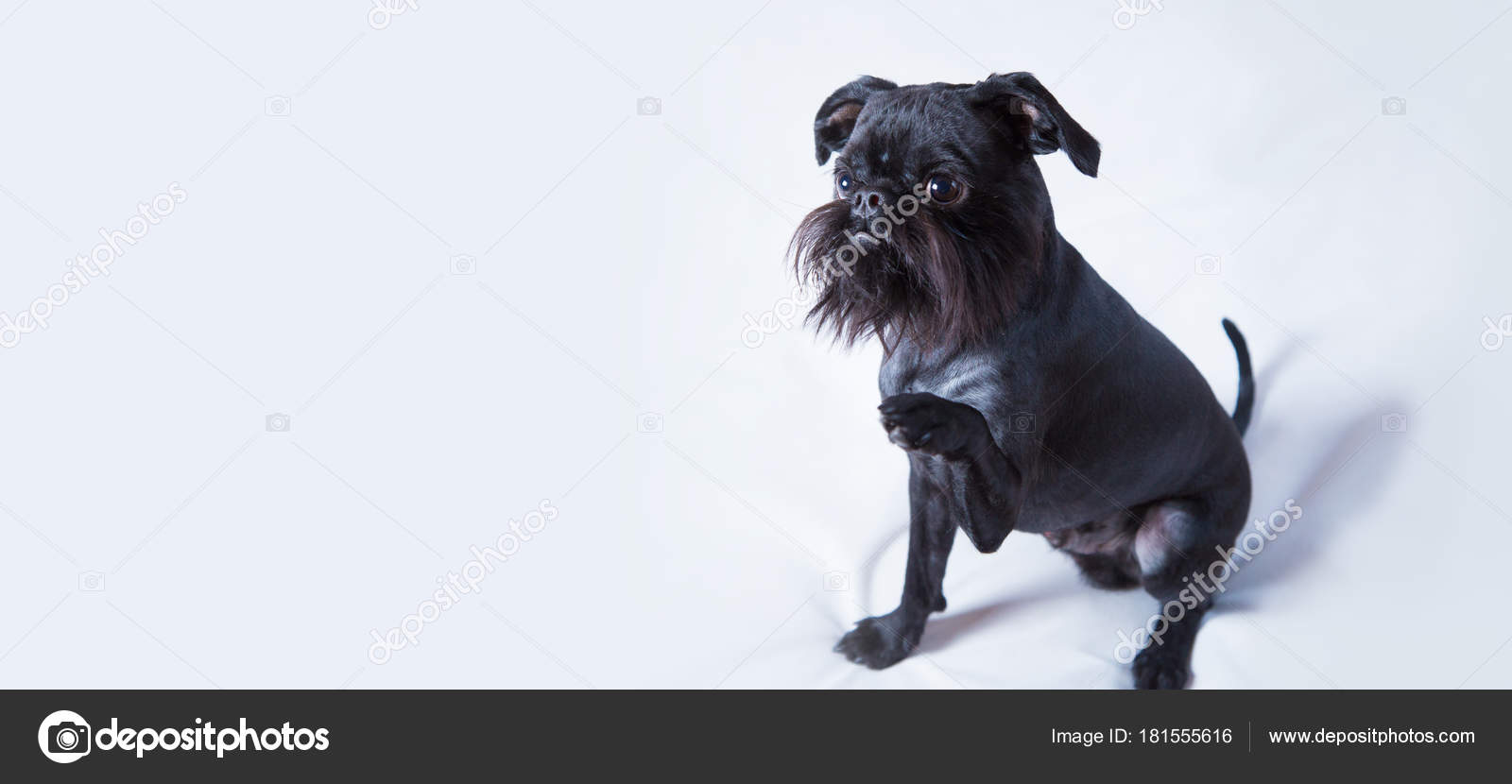 Black Dog The Belgian Griffon Stock Photo Image By C Artsilver 181555616