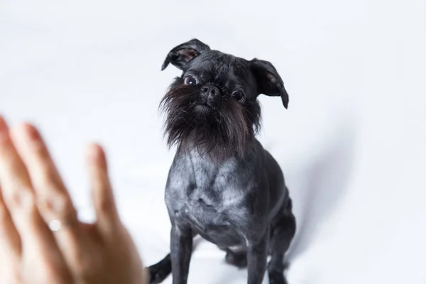 Chien Noir Le Griffon Belge Photographie Artsilver