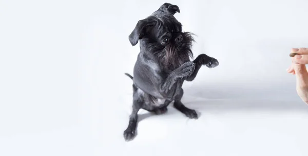 Perro Negro. El Grifo Belga — Foto de Stock