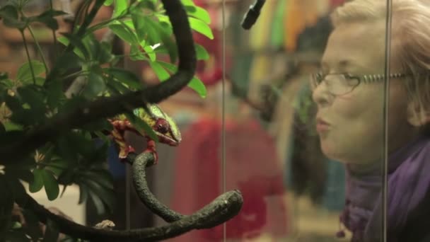 Girl in the zoo looks at the chameleon — Stock Video