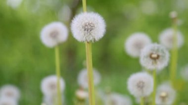 Glade Spring Dandelions