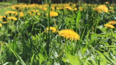 Sarı dandelions ile büyük bir çayır